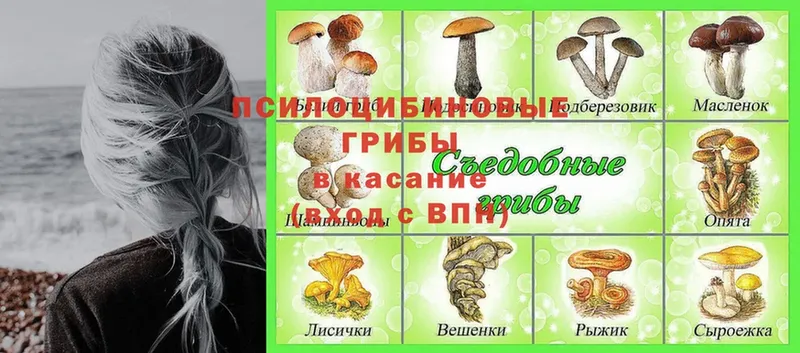 darknet наркотические препараты  Тавда  Галлюциногенные грибы MAGIC MUSHROOMS 